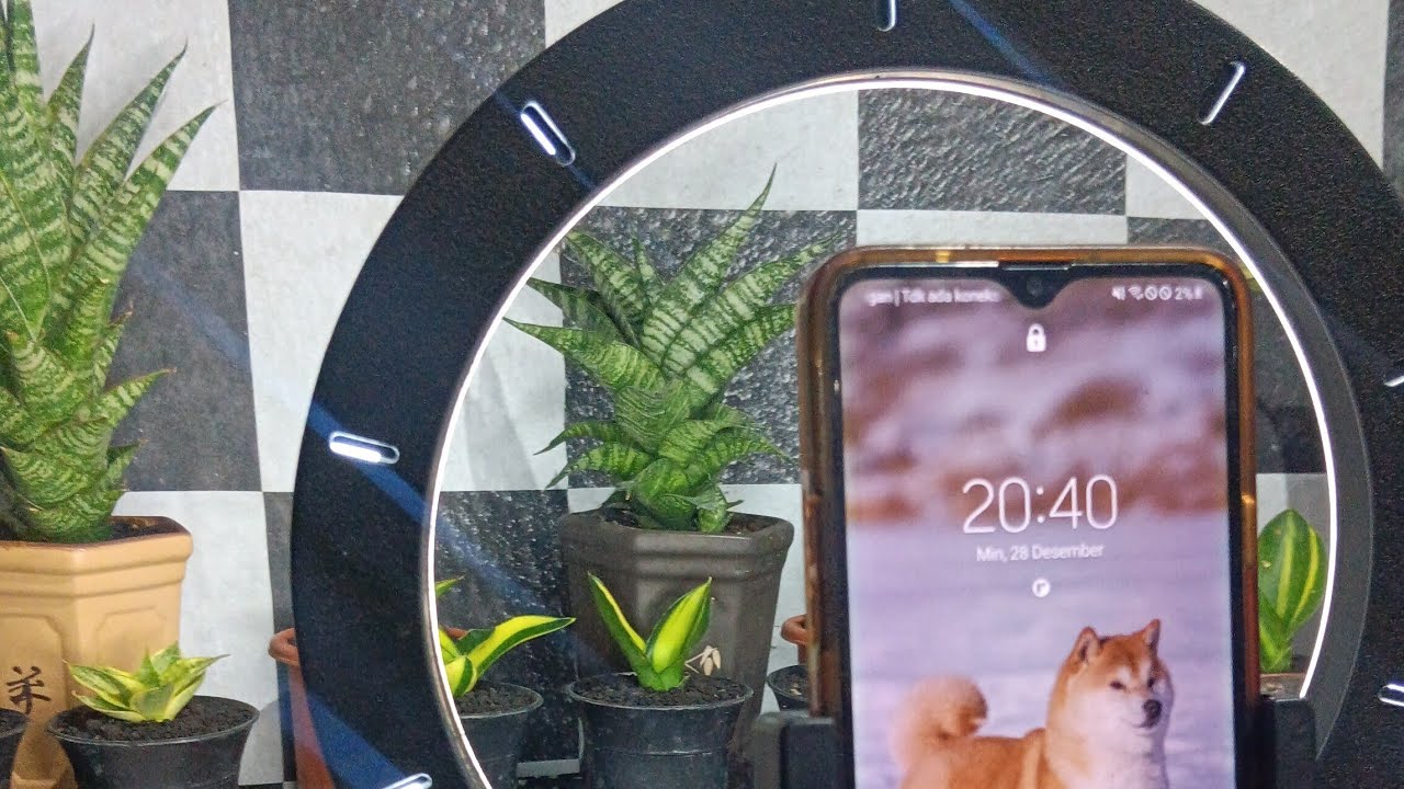 Budi Nursery sedang live sekarang!,live sansevieria varigata and hybrid indonesia 