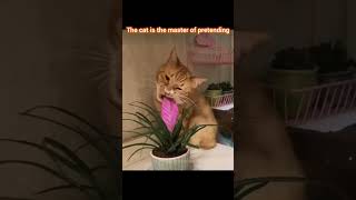The cat is the master of pretending #cat #shorts #edit