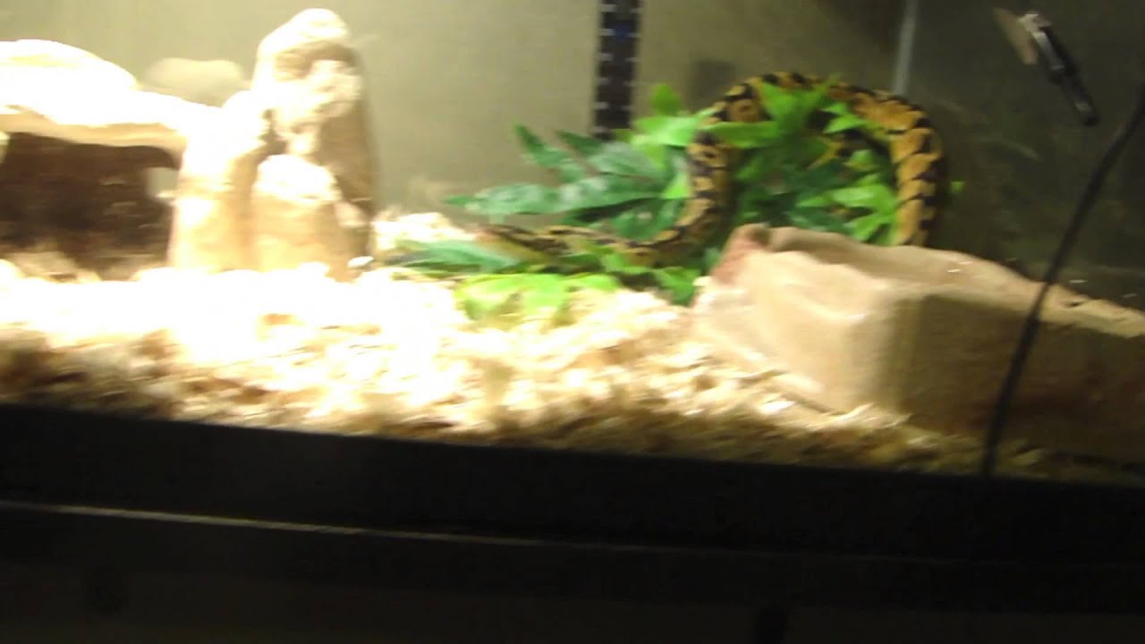 geckos for sale Expo pickups!