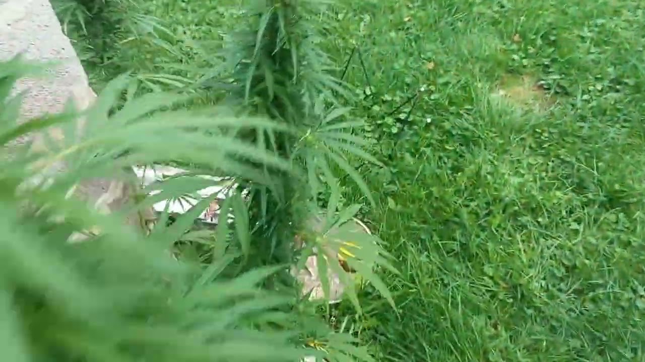 récolte de mon cannabis extérieur // la sélection //