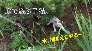 庭で遊ぶチビ猫、ずぶ濡れに。