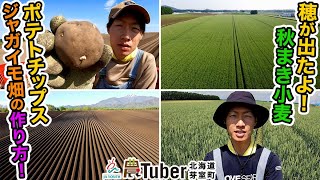 北海道・穂が出たよ！ 秋まき小麦\&ポテトチップス・ジャガイモ畑の作り方！～北海道・芽室町～ \/ JAグループ「農Tuber」ちゃんねる