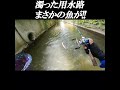濁った用水路で、まさかの魚が!!