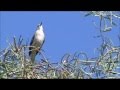 Northern Mockingbird Singing