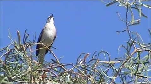 Northern Mockingbird Singing