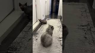 Kediler Neden Banyo Kapısında Bekler