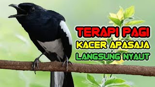 TERAPI KACER GACOR KONSLET MEMANCING EMOSI DAN BIRAHI KACER APASAJA  LANGSUNG NYAUT BUNYI GACOR