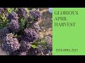 Glorious April Harvest | Year-round self-sufficiency | what to harvest in April