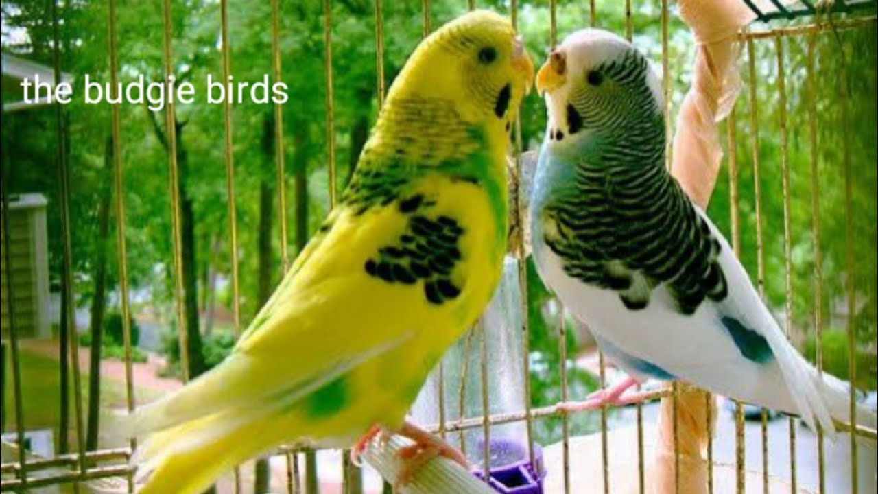 Сколько лет живут попугаи в домашних условиях