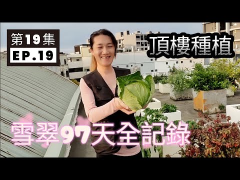 頂樓種菜新手必看！97天種出超大雪翠高麗菜的秘訣分享 #頂樓種植