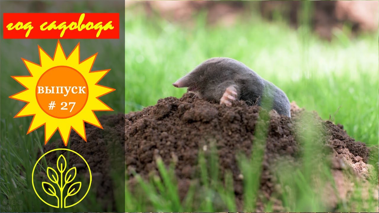 Ветряк против кротов