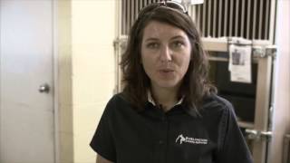 Burlington Animal Services