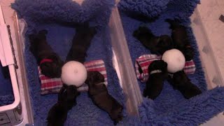 Bottle feeding 14 puppies in less than an hour with milk bubbles.  Recommendations to help you too!