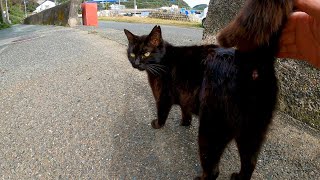 猫島を歩いていたら遠くから黒猫がトコトコ歩いてきた