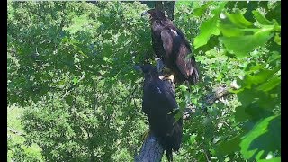 Decorah North Nest Eagle Cam ~ Best Buddies 4 & 5 Together Again; Closeups of DN4 6.15.17