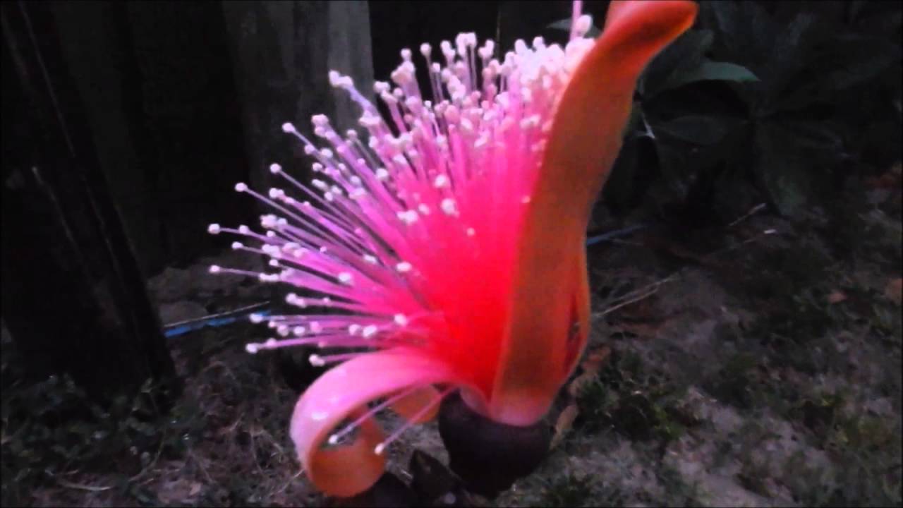 Shaving Brush Tree Pseudobombax Ellipticum Part 1 YouTube