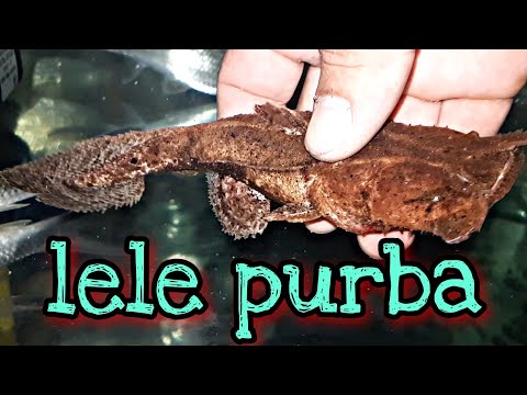 Ikan Caka Caka