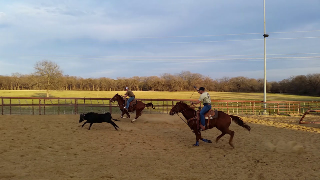 14 yr. old finished head horse for sale, TXVID 03 YouTube