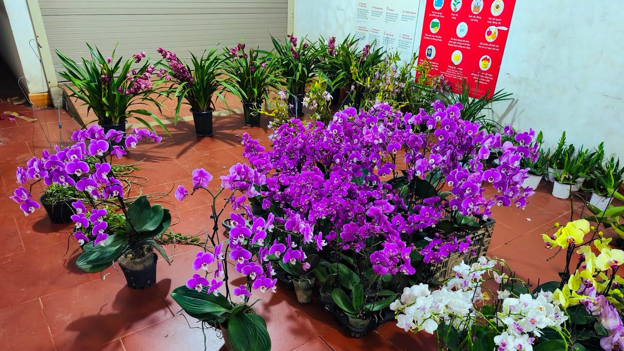 Lan rừng tối 07/3_siêu rẻ hồ điệp,tam bảo,hài nụ,kèn,kiều var,chuỗi ngọc..0392598516