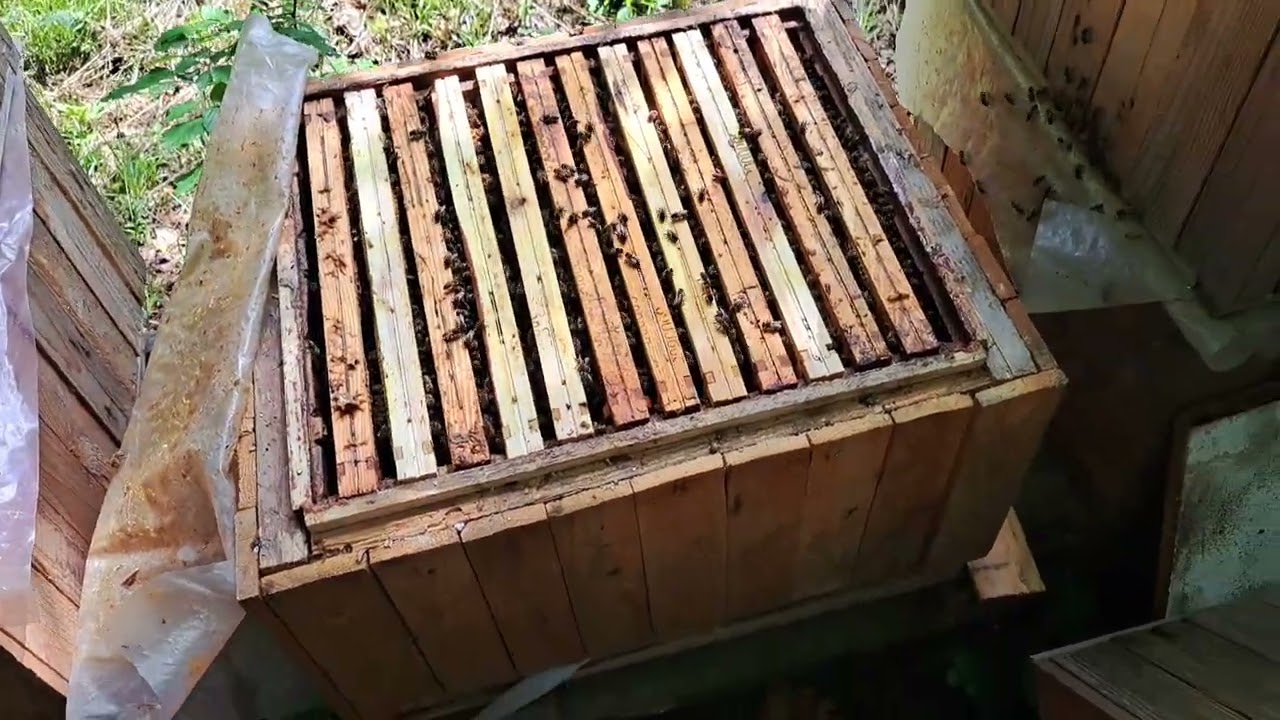 Fatalna sytuacja po zimnej wiosnie. Brak pożytków