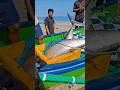 Jackpot, Fishing Boat Catches Big Tuna. #fishingboat #fish #tunafishing