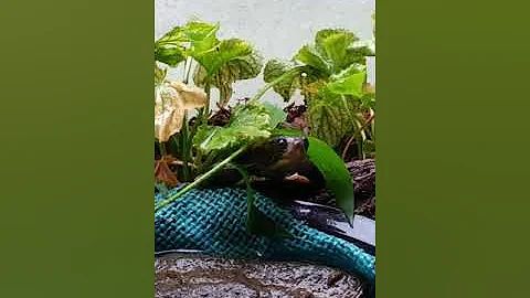 Savage the mighty box turtle