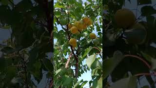 северозапад Башкирии, 15 июля, урожай абрикосов