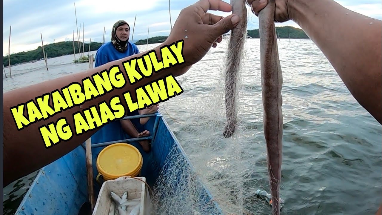NAKAHULI TAYO NG PUTING DUHOL SA PANTE !