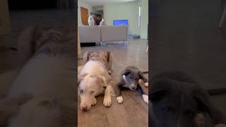 Rio learning to be calm and control his impulses around other dogs  puppy training