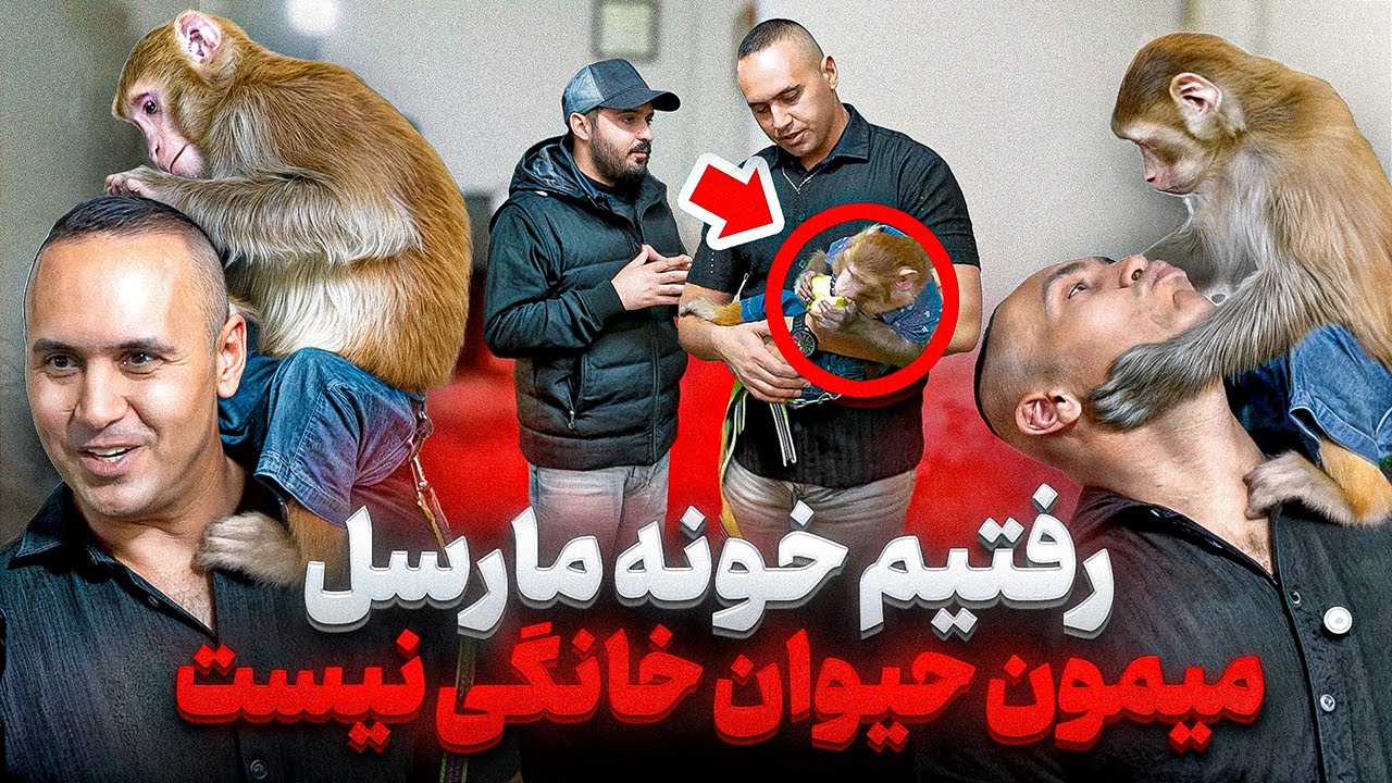 رفتیم پیش مارسل حقایقی از نگهداری میمون که کسی به شما نمیگه❌