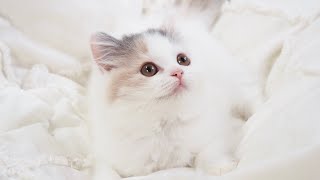 Scottish Straight Longhair Female with Blue Tortie  &amp; White