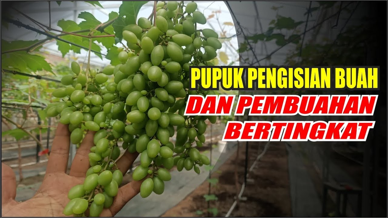 PUPUK PENGISIAN BUAH PEMBUAHAN BERTINGKAT