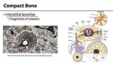 MSK Skeletal System Basics - Bone Tissue Organization