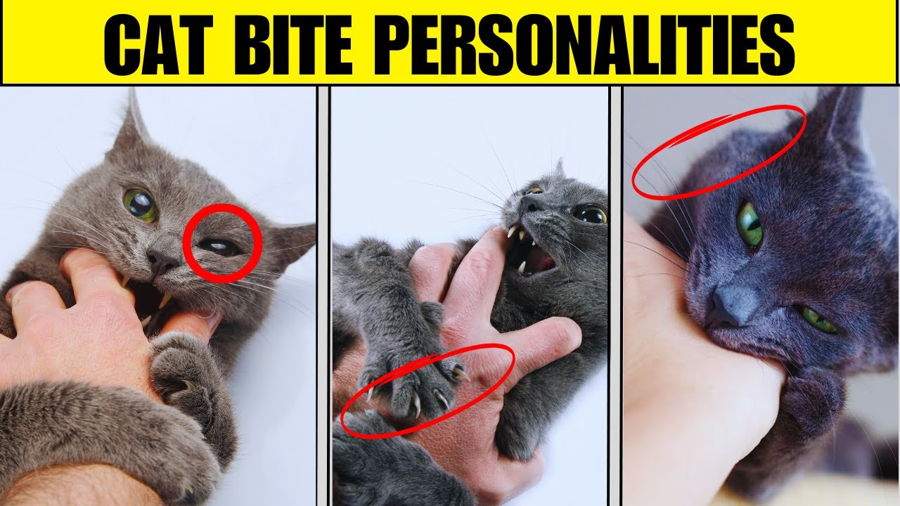 What Your Cat’s Biting Style Reveals About Their Personality