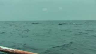 Watching dolphins in Lovina (Bali Indonesia) was a wonderful experience