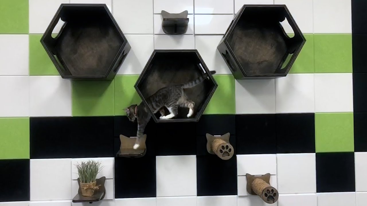 Qlevo™ Slattile P.L.A.Y. Cat Accessories | Versatile Wall Display | Shelving System