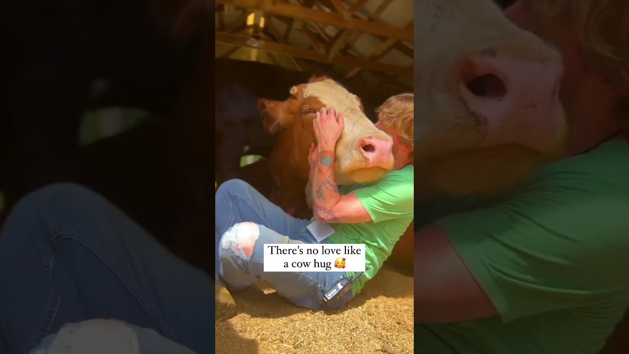 Cow Hugs Are Magical