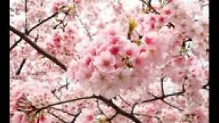 ســــــــورة النصر الشيخ محمد حسان