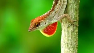 Brown anole displays its dewlap...At Gardens by the Bay