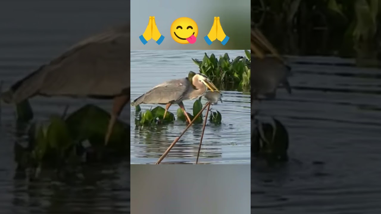 egret video 