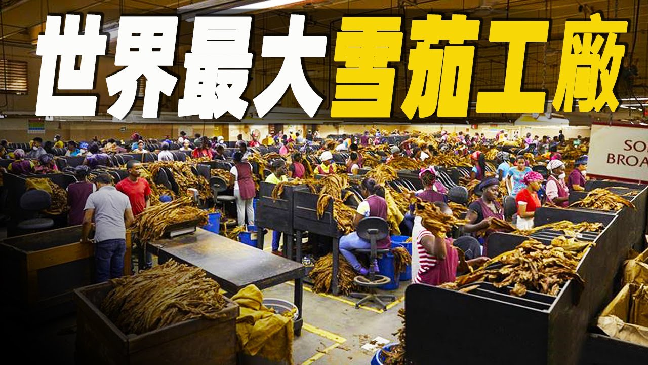 走進世界最大雪茄超級工廠，價值2000美元一支的高級古巴雪茄如何製作？煙草裡竟然有各種添加物和尿素 