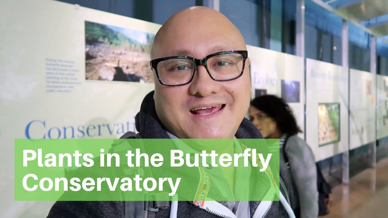 Butterfly Conservatory at the American Museum of Natural History YouTube