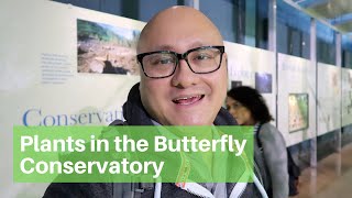 Butterfly Conservatory at the American Museum of Natural History