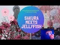 Cherry Blossoms Meet Jellyfish at the Sumida Aquarium in Tokyo Skytree