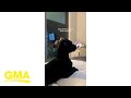 Dog's love of 'Bluey' goes viral