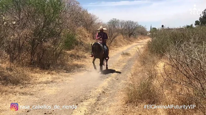 C15P1 EL CAMINO AL FUTURITY VIP - Reynaldo Salazar...