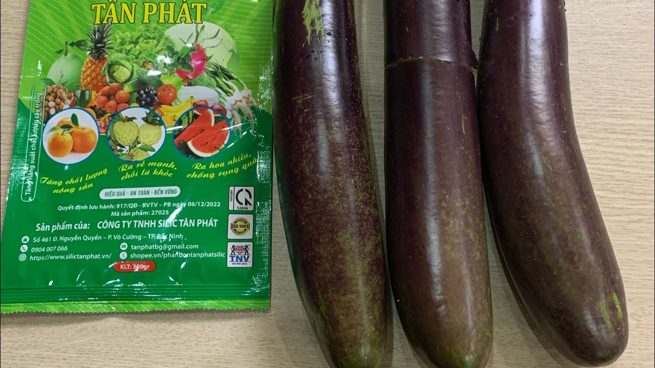 Hướng dẫn bón phân cho cà tím cây xanh bền sai hoa đậu nhiều quả to dài mã bóng đẹp không chết héo ￼