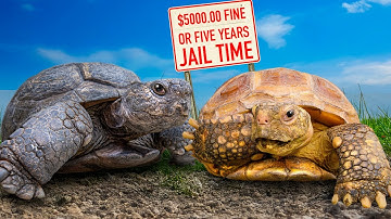 Illegal Gopher Tortoises Arrive After Decades of Being Kept a Secret! 