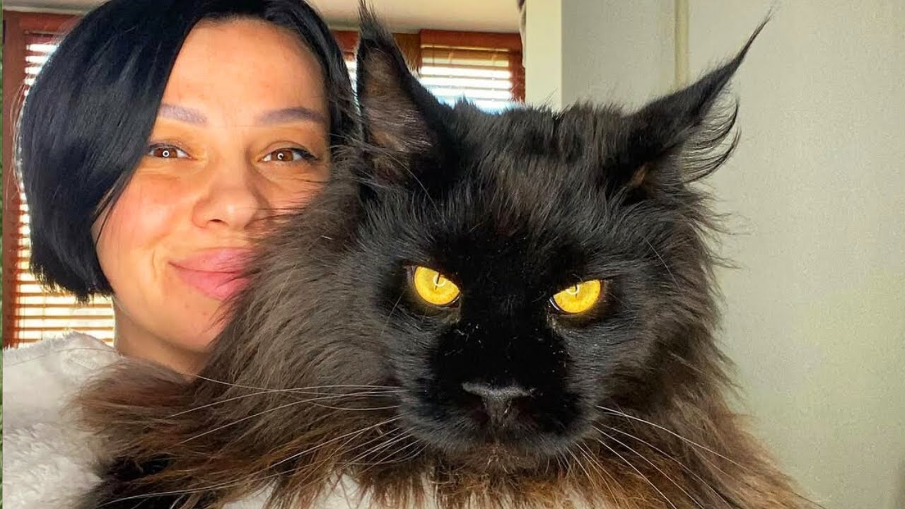 bigger-than-expected-maine-coon-matches-its-owner-s-size-youtube