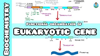 Eukaryotic gene : Functional organisation | Biochemistry | USMLE STEP 1 , NCLEX